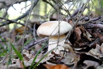 Single mushroom the boletus, also known as  penny bun, cep, porcino or porcini - edible, very tasty forest mushroom.