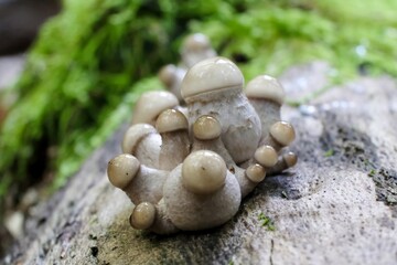 Nice delicate forest mushrooms - Mucidula mucida. Young fruiting bodies.