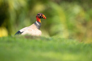 The king vulture (Sarcoramphus papa) is a large bird found in Central and South America.