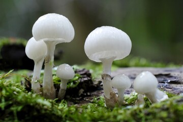 Nice delicate forest mushrooms - Mucidula mucida