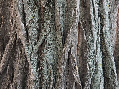 ecorse