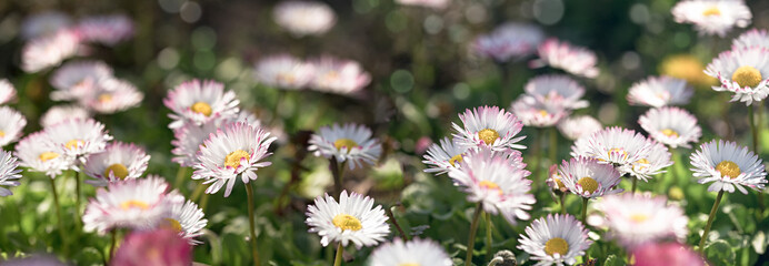 Daisy flower in meadow, flowering spring flower, beatiful  
nature