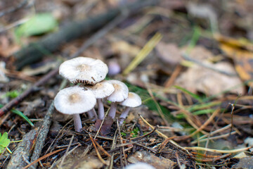 Mushrooms Mycena laevigata in the autumn forest.