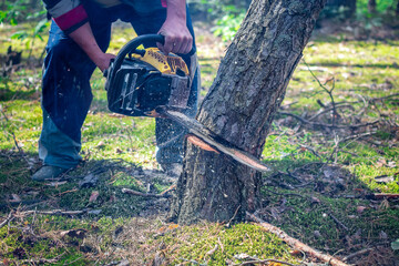 The pine tree starts to fall while cutting with a chainsaw. Cutting down trees, forest destruction....