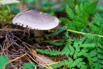 Tricholoma portentosum, known as the charbonnier, sooty head or coalman, edible mushrooms in the autumn forest.