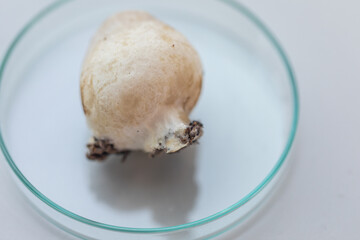 Volvariella volvacea (also known as paddy straw mushroom or straw mushroom) is a species of edible mushroom cultivated for education in Lab.