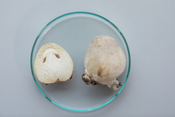 Volvariella volvacea (also known as paddy straw mushroom or straw mushroom) is a species of edible mushroom cultivated for education in Lab.