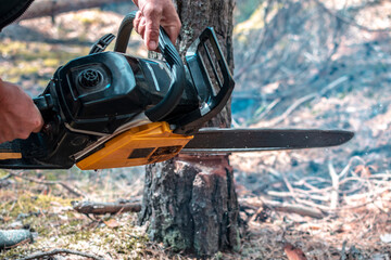 Chainsaw saws a tree in the forest. Cutting down trees, forest destruction. Close up of the lower part of a tree trunk, no face.