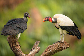 The king vulture (Sarcoramphus papa) is a large bird found in Central and South America.