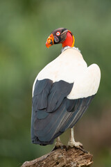 The king vulture (Sarcoramphus papa) is a large bird found in Central and South America.
