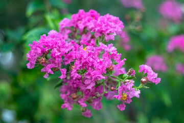 Lagerstroemia indica is multi-stemmed, deciduous tree is a popular nesting shrub for songbirds and wrens. Inflorescence of crape myrtle, pink flower with green leaves in the garden. Floral pattern.