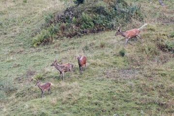 cerf au brame