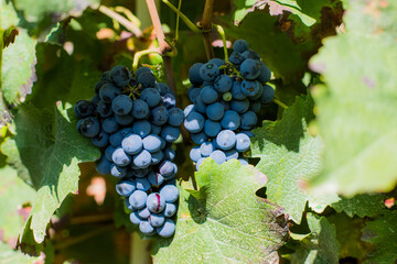 Red Wine Grapes - Small Wineyard