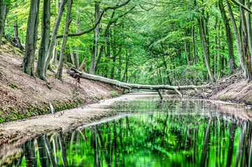 Tranquil scene with trees reflecting in a canal in a forest-like section of Clingendael park in The Hague, The Netherlands
