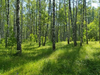 green forest in the morning