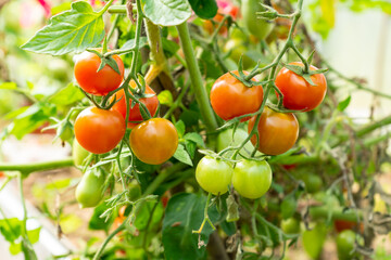 green and red tomatoes grow in the vegetable garden. New harvest in vegetable garden.