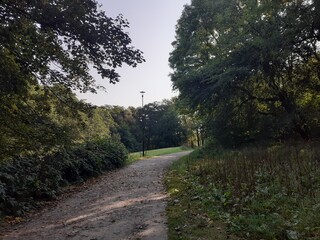 road in the woods