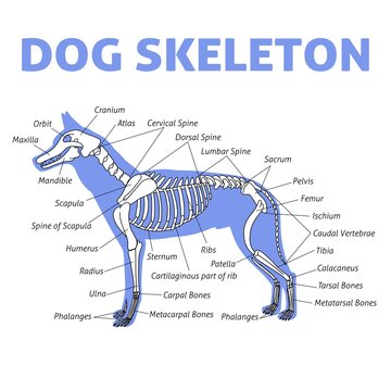 Vector poster of dog skeleton with bone names. Anatomy scheme for veterinary clinic or education, isolated on white background