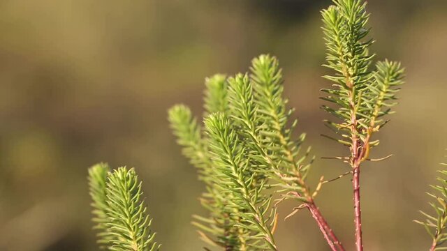 macro view of native plant in san luis, argentina