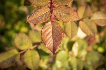 Rose leaves in the natural environment. Close up. Selective focus.