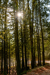 Beautiful nature woodland scene.