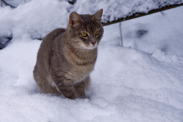 Gray cat  on white snow background.