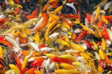 Koi Fish or Fancy Carp Fish in Pond.