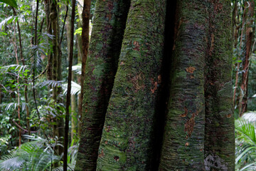 Australijski las deszczowy w stanie Queensland © Miroslaw