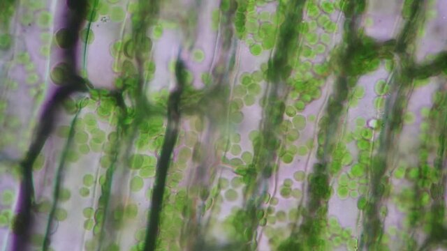 Cell structure Hydrilla, view of the leaf surface showing plant cells under the microscope for classroom education.
