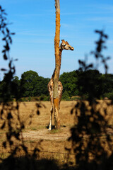 Girafe qui se cache derrière un poteau de bois dans le parc zoologique de Branféré dans le Morbihan en Bretagne 