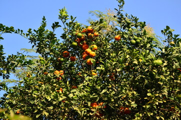 Fototapeta na wymiar Orange Tree with fresh ripe oranges, spotted at Asansol in West Bengal.
