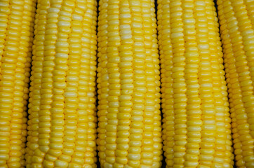 Fresh Organic Sweet Corn for Food Ingredient.