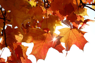 Red and yellow bright maple leaves against the blue sky. Autumn golden background