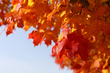 Red and yellow bright maple leaves against the blue sky. Autumn golden background