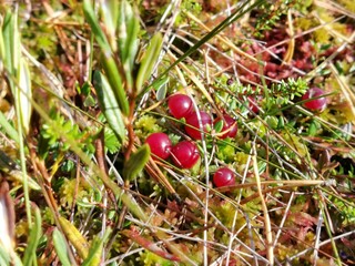 red cherries in the forest