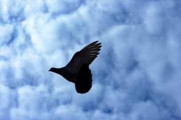 Pigeon in flight
