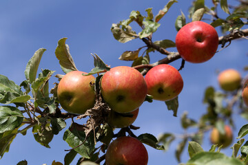 red apples ripen on tree branches in the garden
