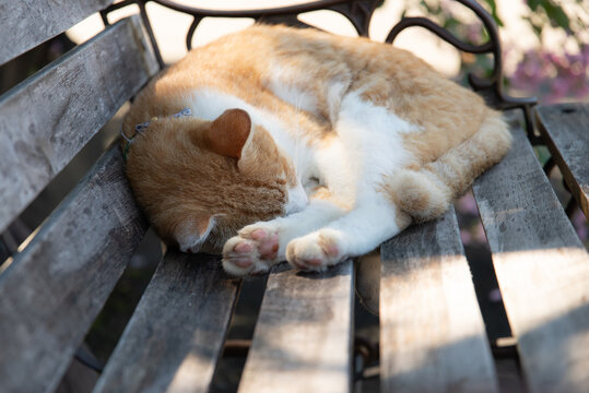 ベンチで眠るネコ