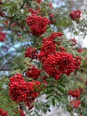 red berries on a bush