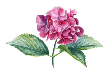 Pink Hydrangea flowers, isolated white background. Watercolor botanical illustration