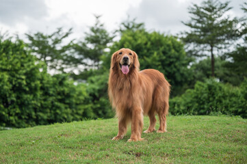 Cute golden retriever standing on the grass