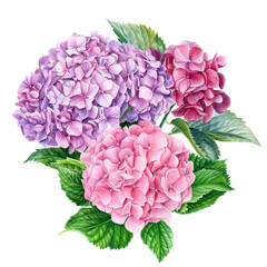 Pink bouquet of hydrangea flowers, isolated white background. Watercolor botanical illustration, flora design