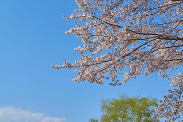 宇都宮　豊郷　まほろばの郷　ソメイヨシノ