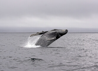Obraz premium Jump of a humpback whale (picture 5 in a series of 8). The wheather is typical for a summer day in Monterey (California) bay, grey and low hanging clouds.