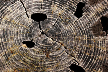 Tree ring abstract background textured