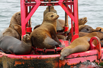 Californian sea lions relaxing on a red harbor buoy in Monterey bay on a misty summer morning.