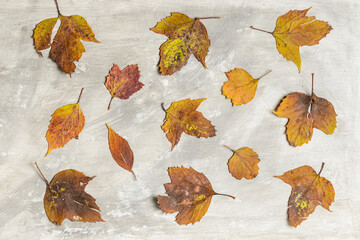 Autumn  leaves on a textured cement background with copy space.