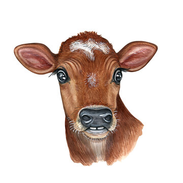 Watercolor illustration of a funny cow. Hand made character. Portrait cute ox isolated on white background. Watercolor hand-drawn illustration. 