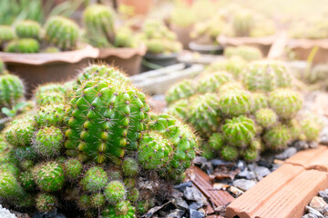 Close up of green cactus, Echinopsis calochlora K.Schum. home interior.