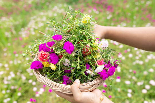 moss rose, portulaca grandiflora, japanese rose, sun plant or purslane blooming on the flower garden with green leaves background.